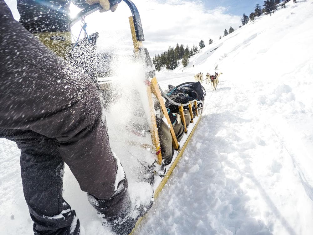 Action shot of dog sledding through the snow at Jackson Hole Mountain resort in Wyoming.