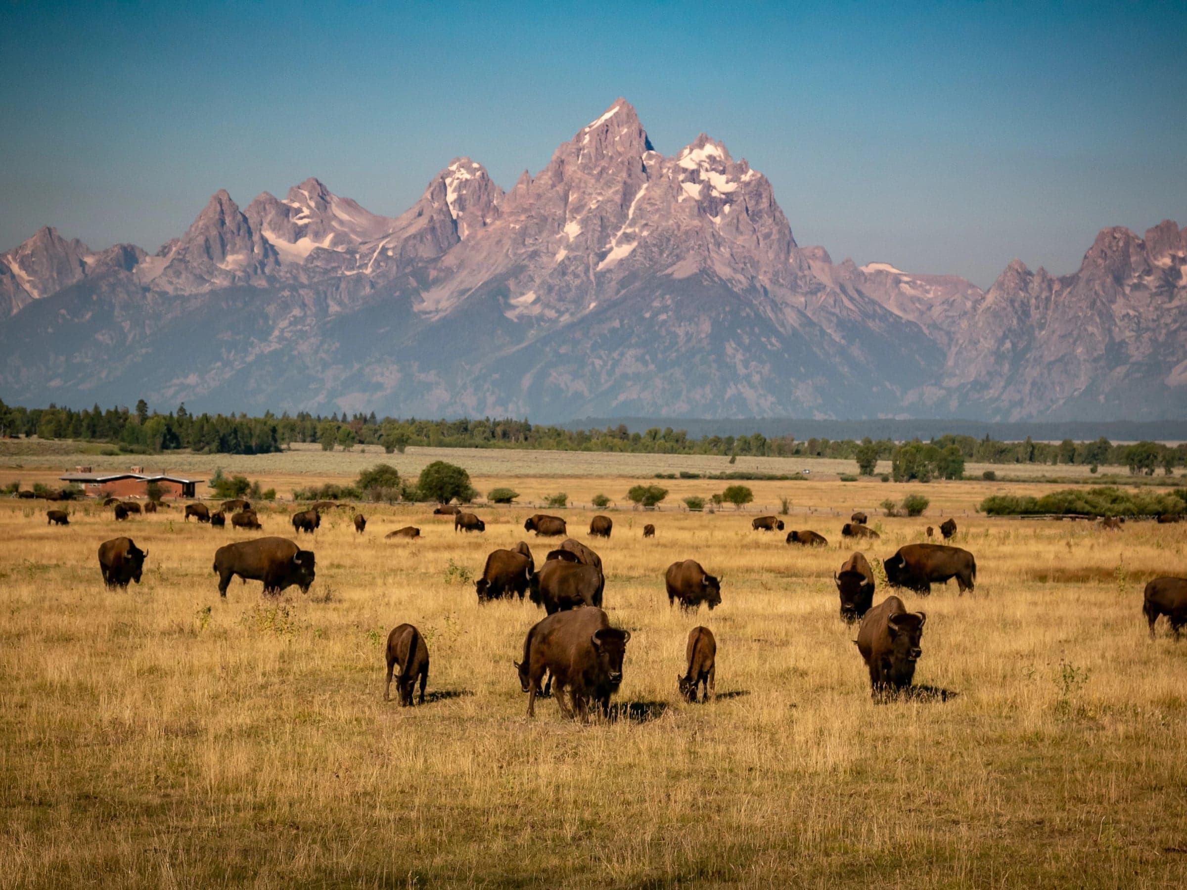 Bison grazing with a mountain in the background in Jackson Hole, Wyoming.