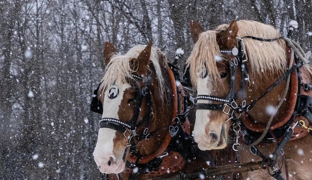 Two horses for a vintage sleigh ride under snowfall in Jackson Hole, Wyoming.