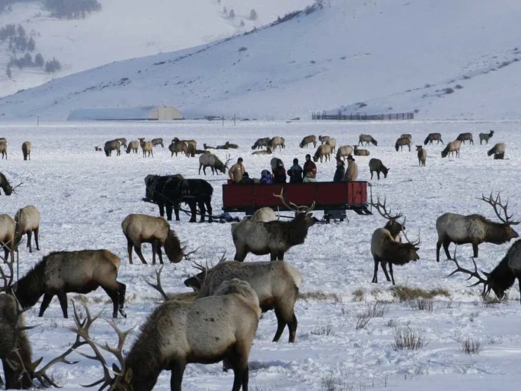 A horse-drawn sleigh stops in a field of elk in Winter to take in the wildlife near Jackson Hole, Wyoming.
