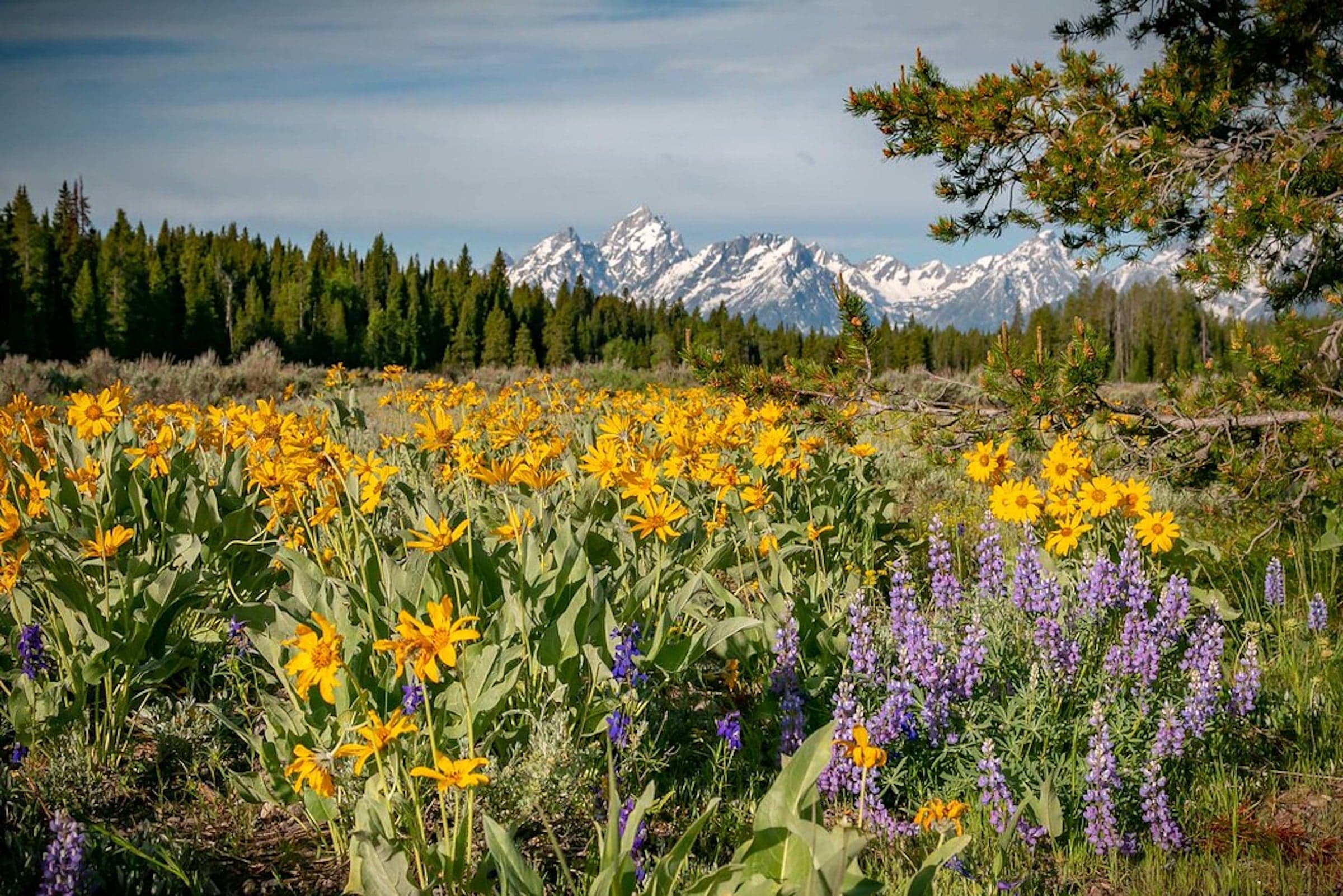 A shot of wild flowers in a valley surrounded by mountains in Jackson Hole, Wyoming.