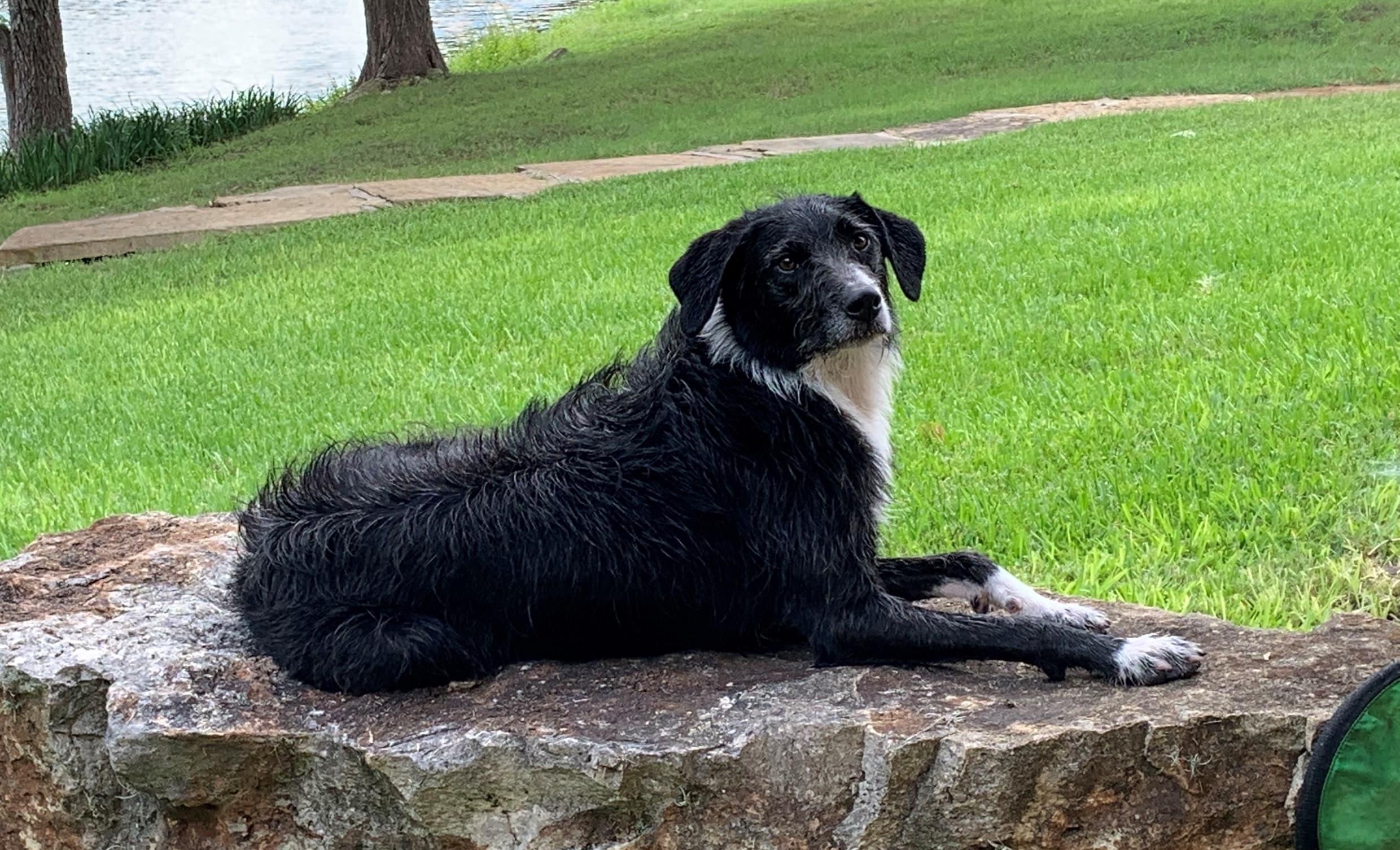 A dog lies on a stone by the grass in Teton Village, Wyoming.