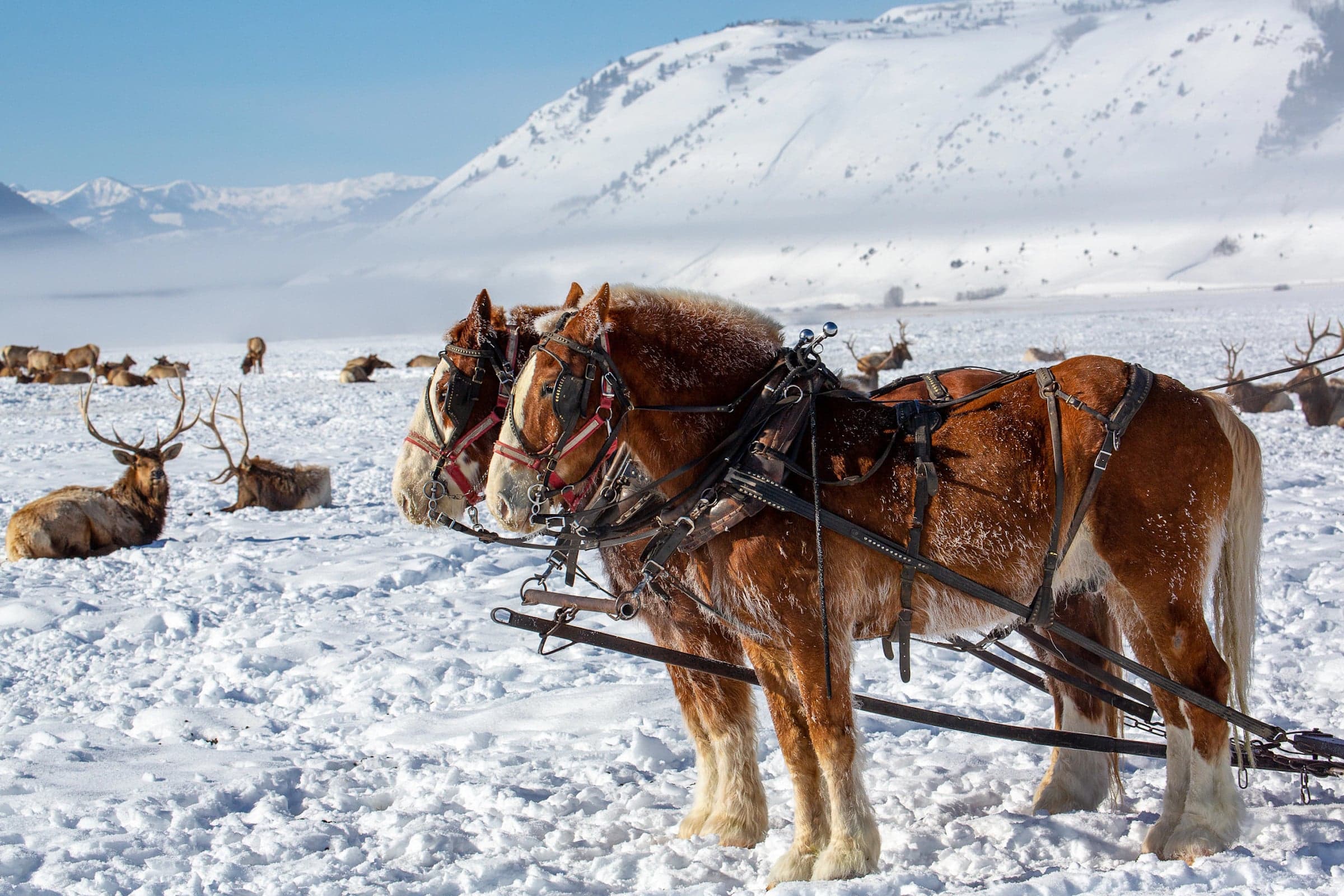 A shot if the horses pulling a sleigh through a snowy field surrounded by elk, part of the Winter Elk Refuge.