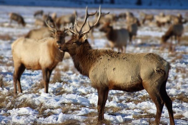 Elk grazing in a field in Winter at the National Elk Refuge in Wyoming, nearby to Jackson Hole.