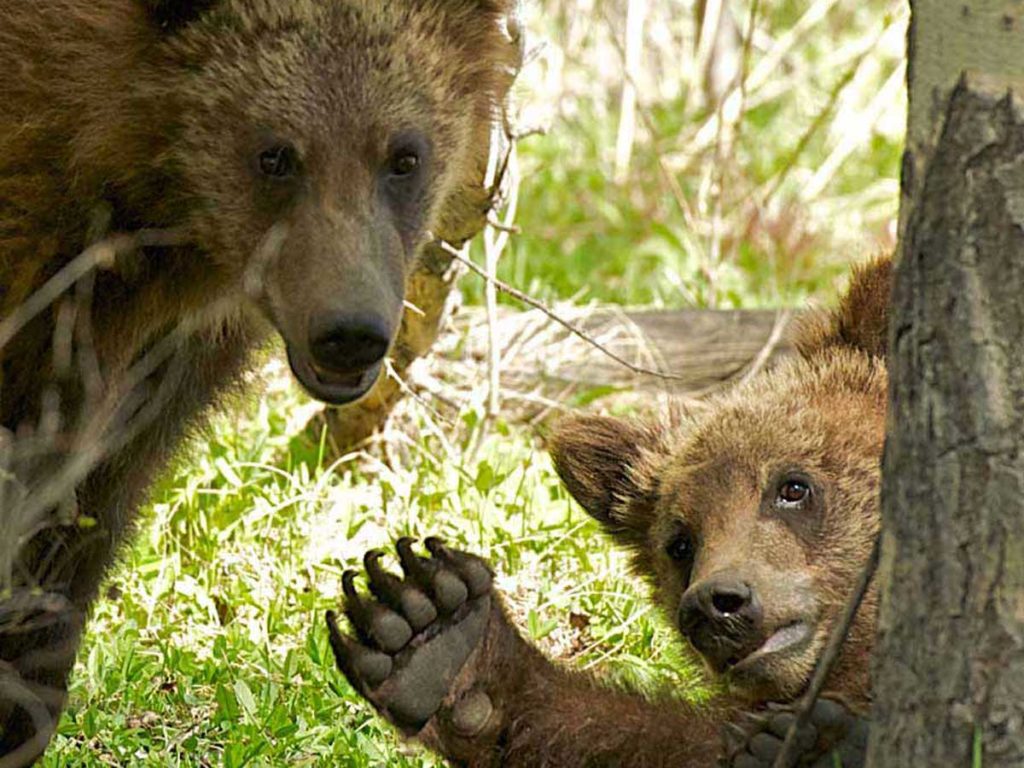 Two bears waving.